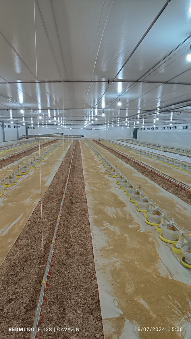 Pintinhos sobre papel SoluAgro na cama de aviário